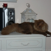 Photo de British longhair