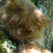 Photo de British longhair