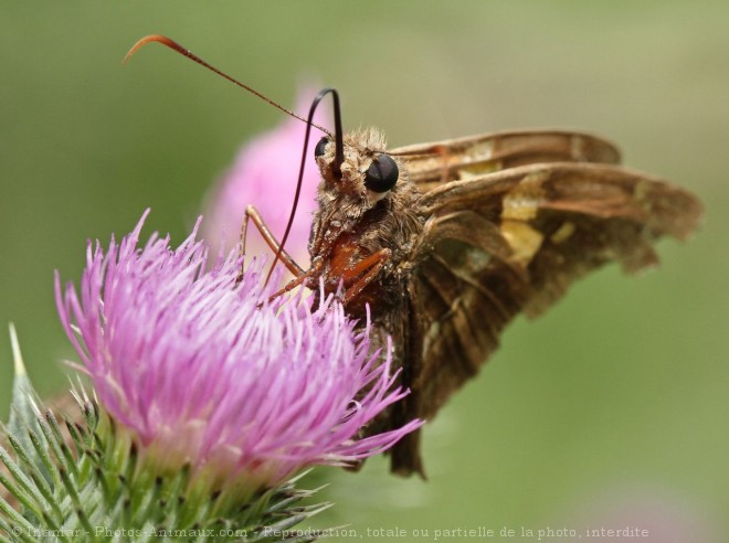 Photo de Papillon