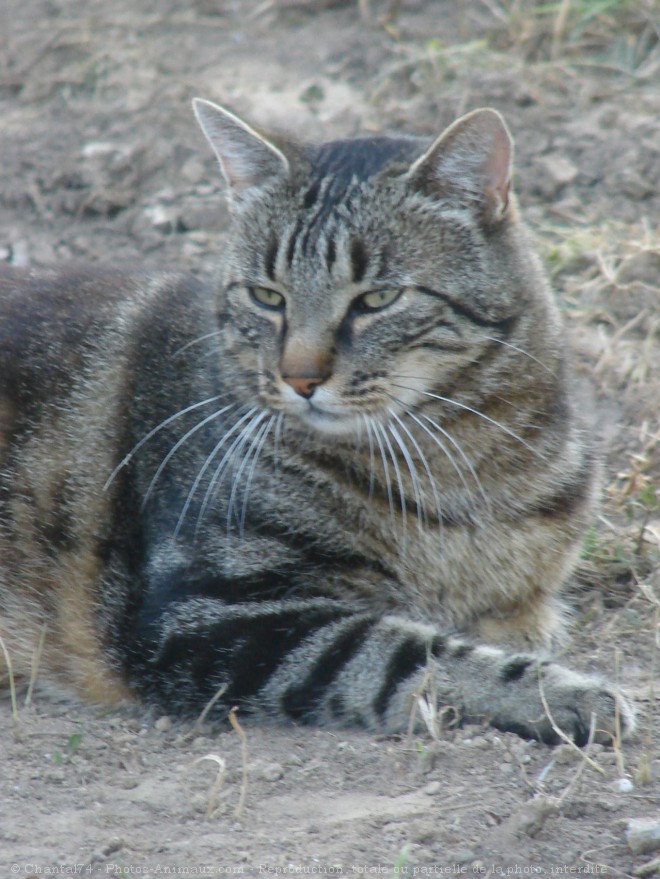 Photo de Chat domestique