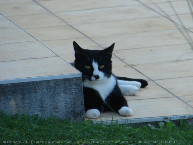 Photo de Chat domestique