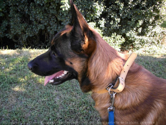 Photo de Berger belge malinois