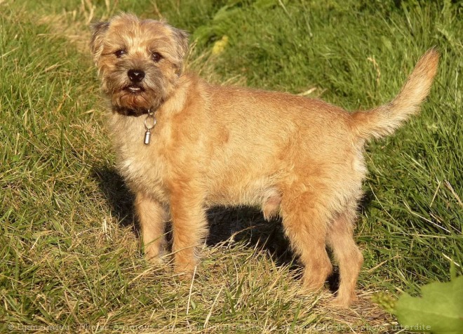 Photo de Border terrier