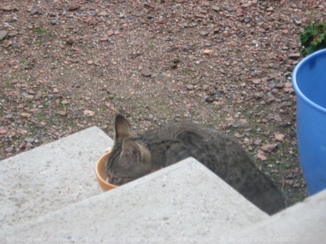 Photo de Chat domestique