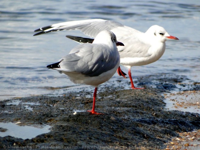 Photo de Mouette