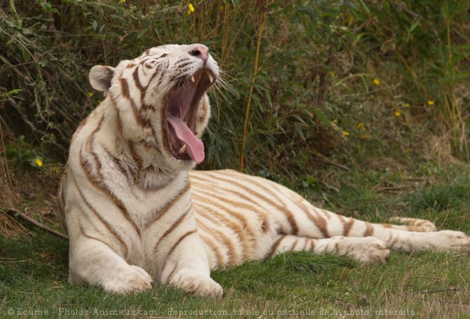 Photo de Tigre