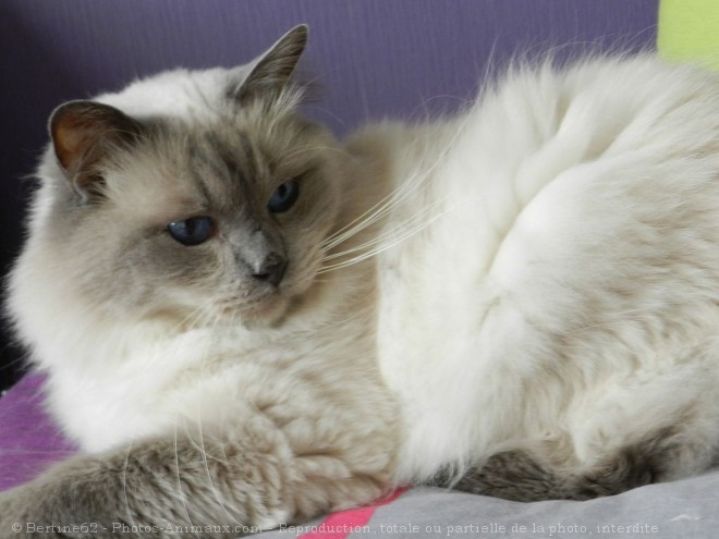 Photo de Ragdoll