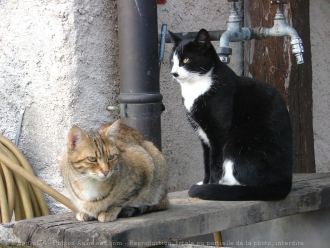 Photo de Chat domestique