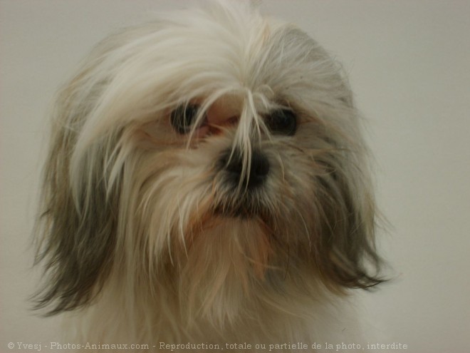 Photo de Lhassa apso