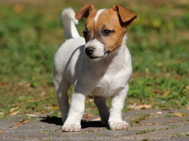 Photo de Jack russell terrier