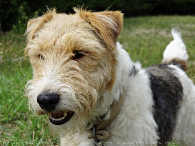 Photo de Fox terrier  poil dur