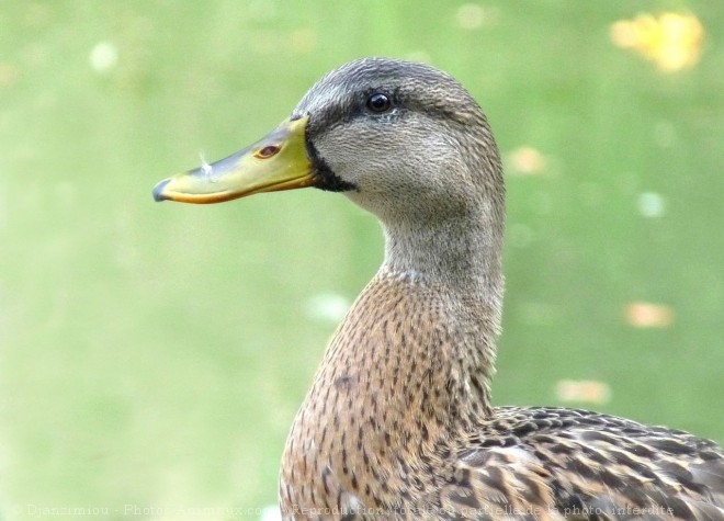 Photo de Canard colvert