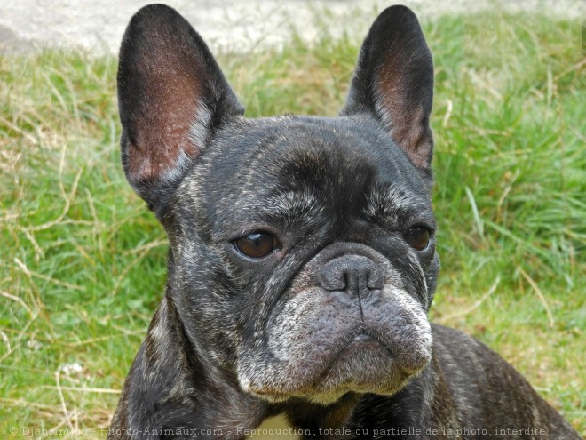 Photo de Bouledogue franais