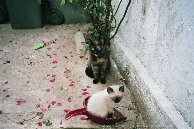 Photo de Chat domestique