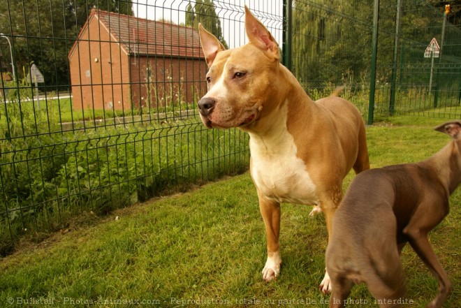 Photo d'American staffordshire terrier