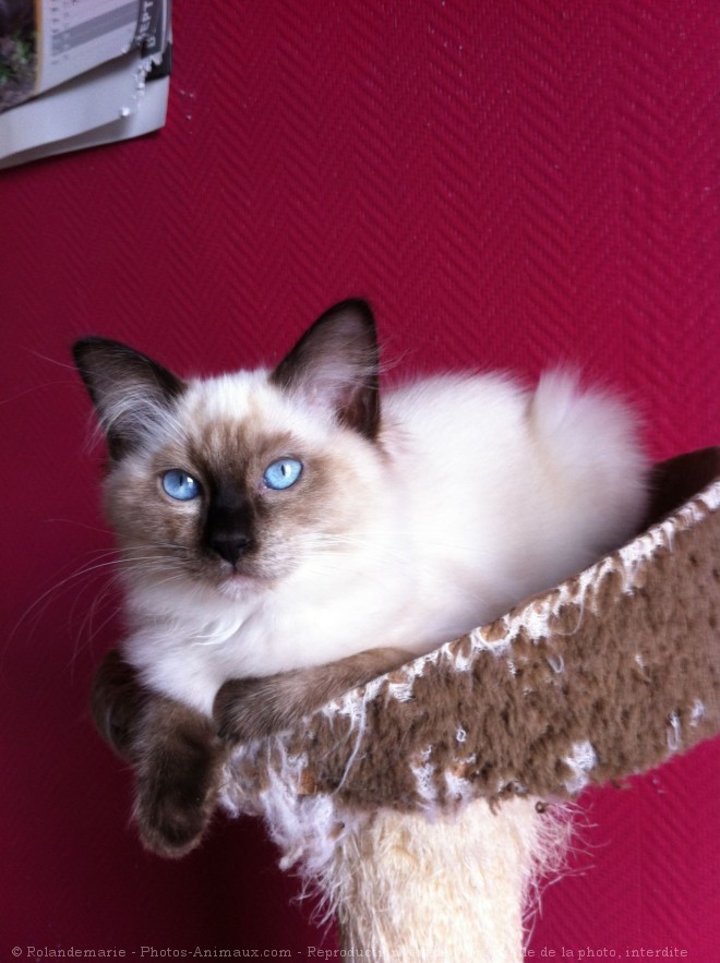 Photo de Ragdoll