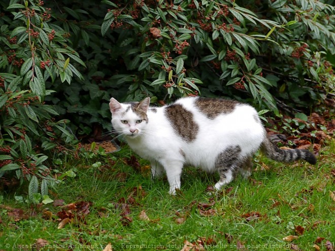 Photo de Chat domestique