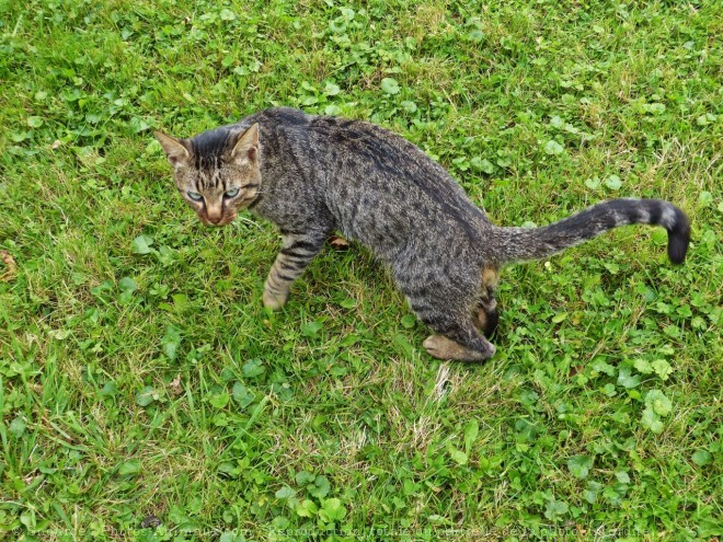 Photo de Chat domestique