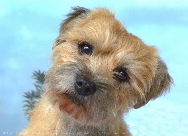 Photo de Border terrier