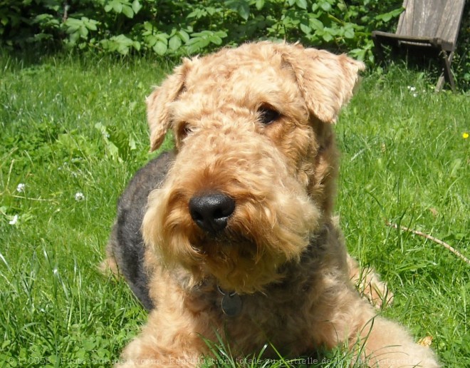 Photo d'Airedale terrier