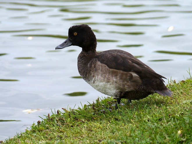 Photo de Canard nette rousse