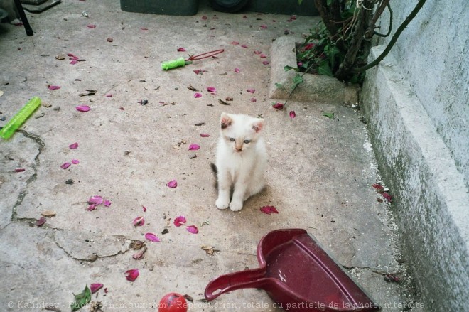 Photo de Chat domestique