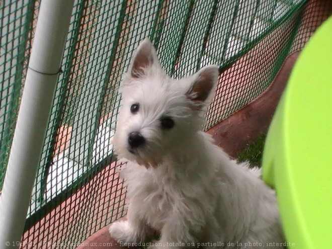 Photo de West highland white terrier