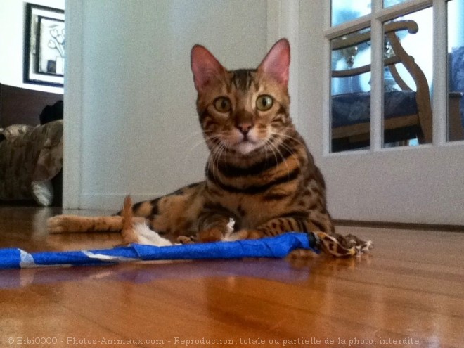 Photo de Bengal