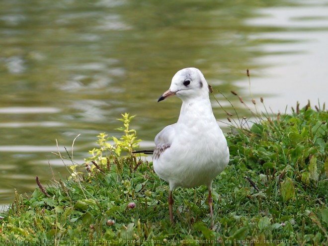 Photo de Mouette