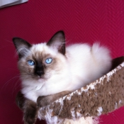 Photo de Ragdoll