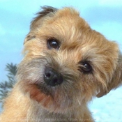 Photo de Border terrier