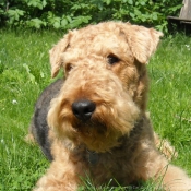 Photo d'Airedale terrier