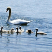 Photo de Cygne