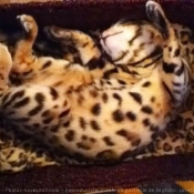 Photo de Bengal