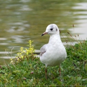 Photo de Mouette