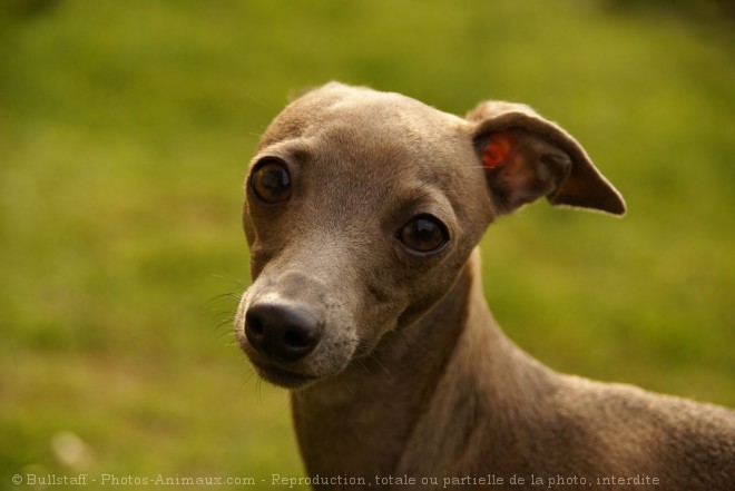 Photo de Petit lvrier italien