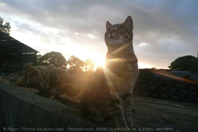 Photo de Chat domestique