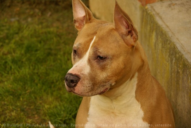 Photo d'American staffordshire terrier