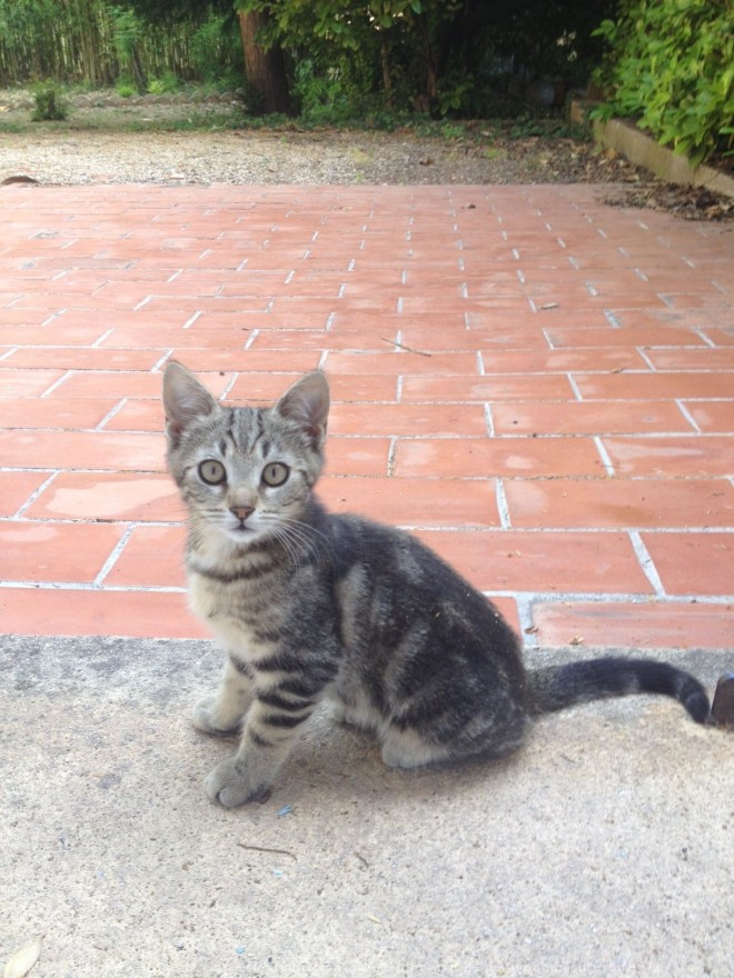 Photo de Chat domestique