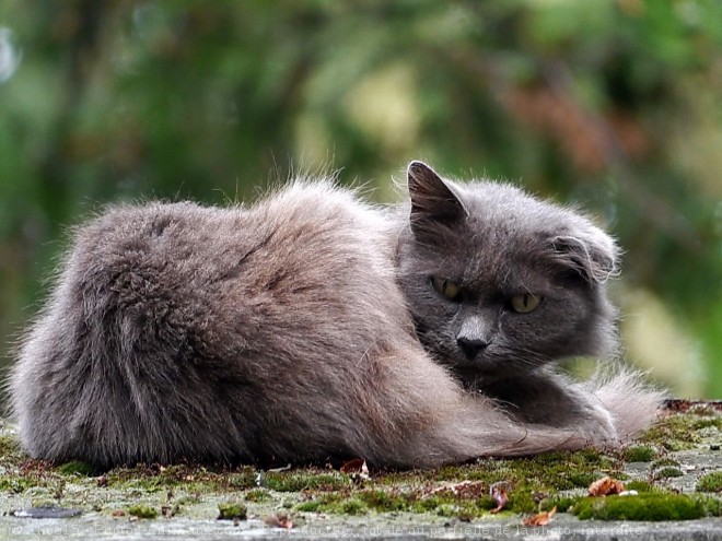 Photo de Chat domestique