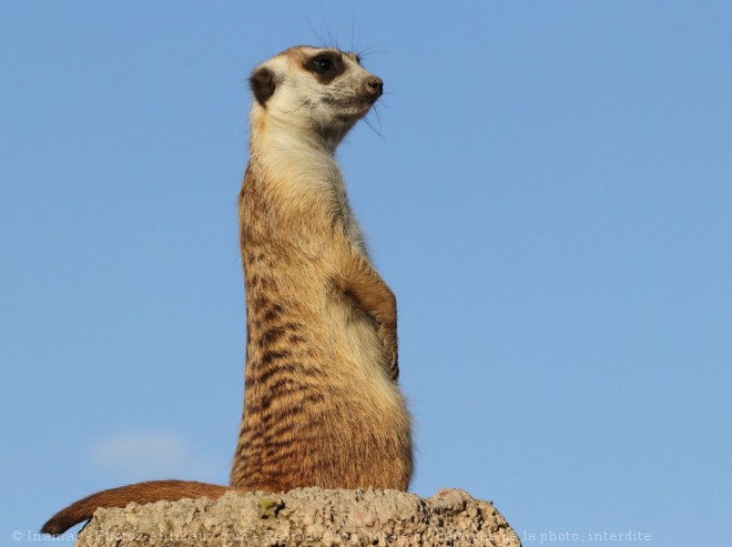 Photo de Suricate