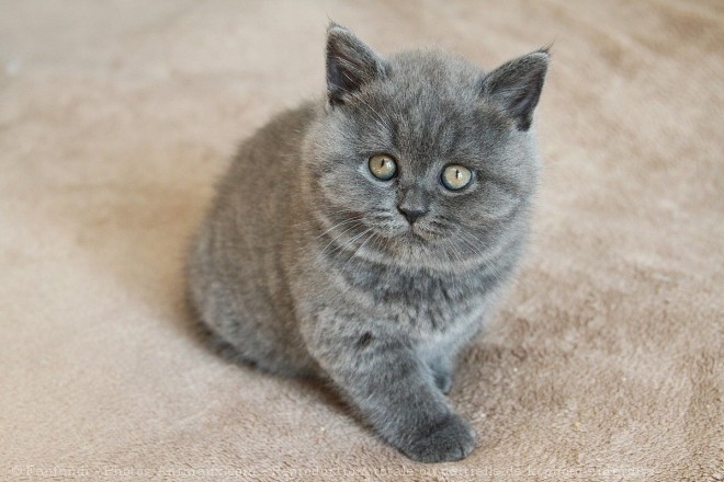 Photo de British shorthair