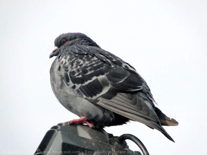 Photo de Pigeon