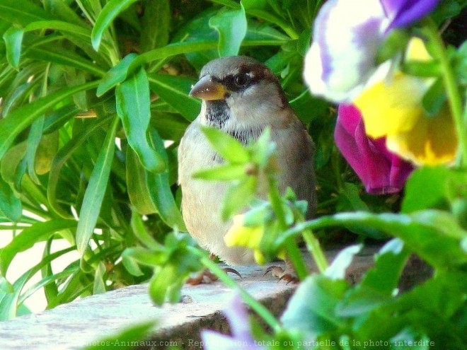 Photo de Moineau