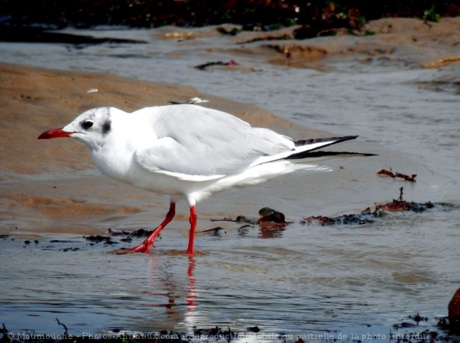 Photo de Mouette