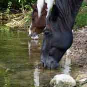 Photo de Races diffrentes