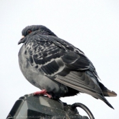 Photo de Pigeon