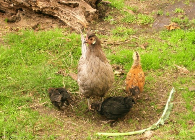 Photo de Poule