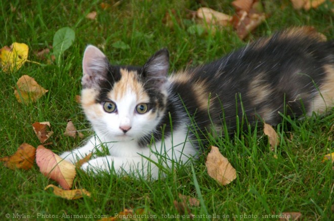 Photo de Chat domestique