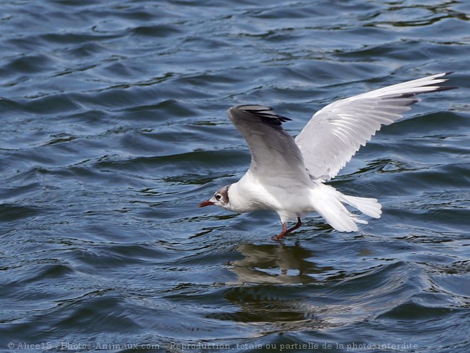 Photo de Mouette